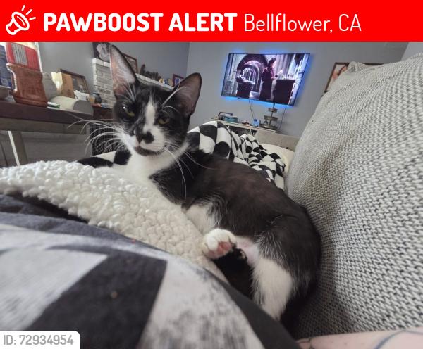 Lost Female Cat last seen Palo Verde and artesia blvd, Bellflower, CA 90706
