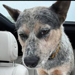 Reunited Male Dog last seen Near Flint Ridge Rd, Edmond, OK 73003, USA, Edmond, OK 73003