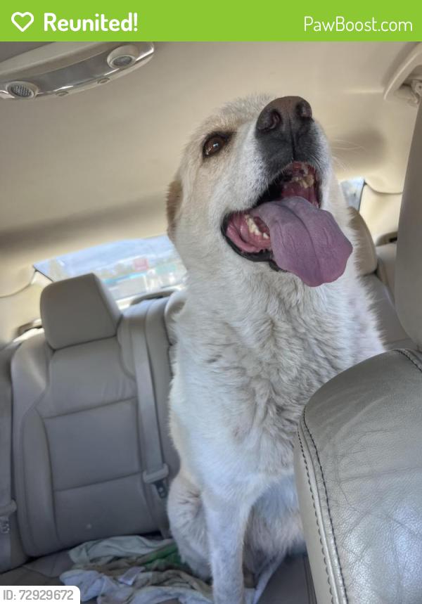 Reunited Female Dog last seen Gilardi Rd, Newcastle, CA, USA, Newcastle, CA 95658