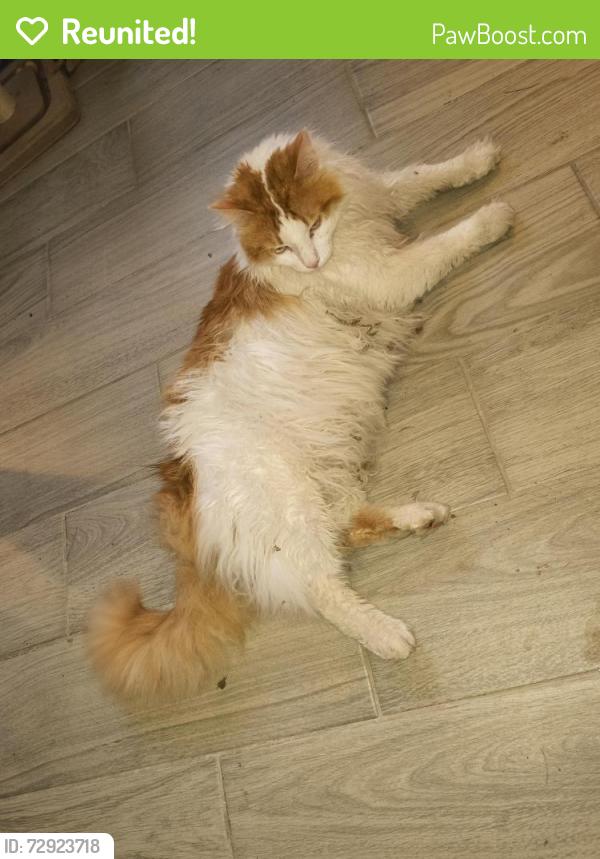 Reunited Male Cat last seen Judy Dr and 18th St, Plano, TX 75074