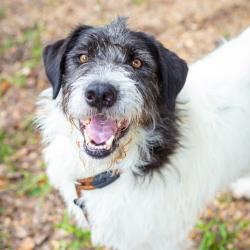Shelter Stray Male Dog last seen , Hattiesburg, MS 39401