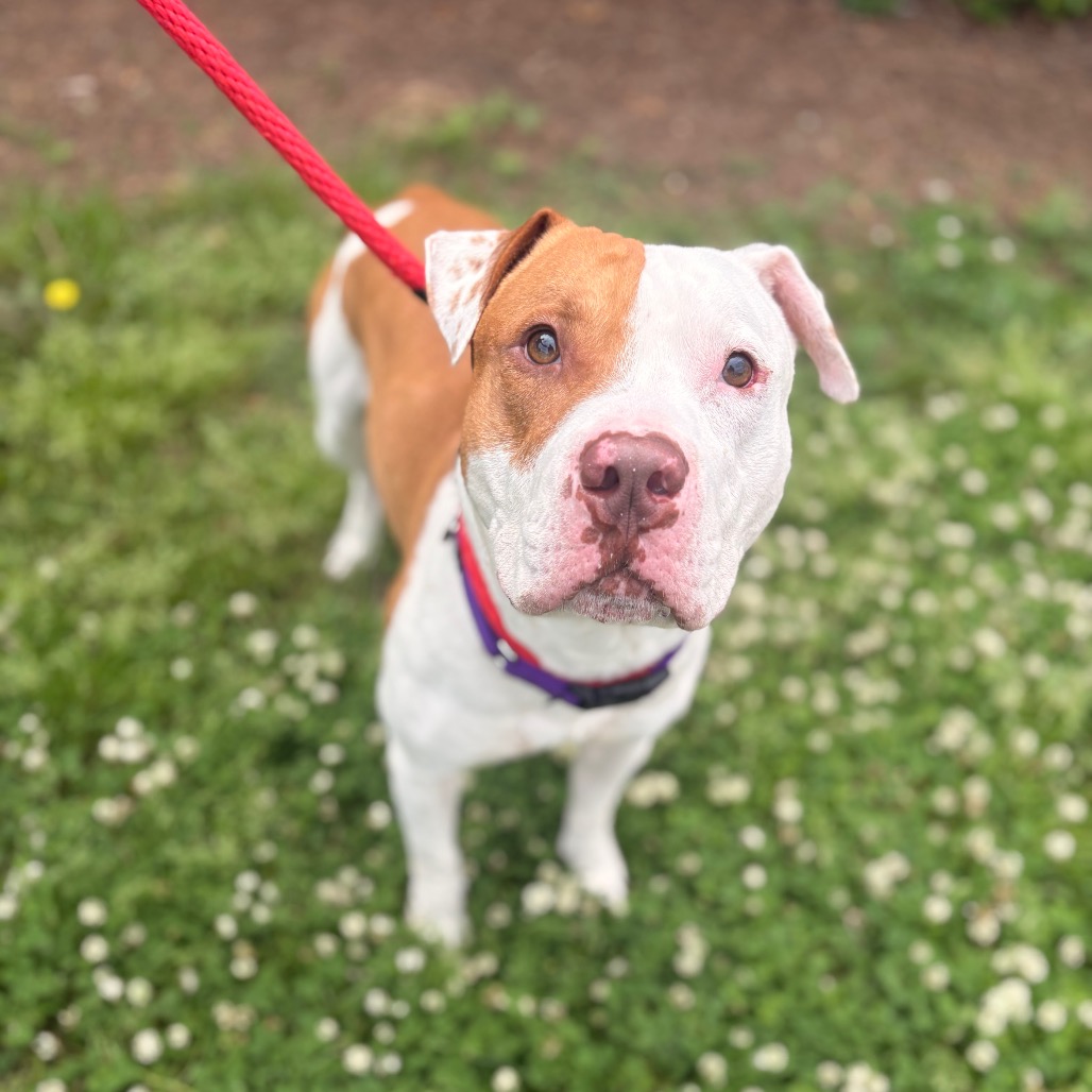 Shelter Stray Male Dog last seen , Philadelphia, PA 19140
