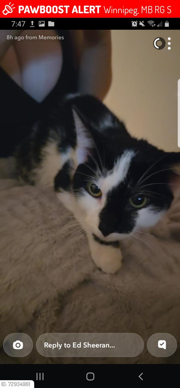 Lost Female Cat last seen St Matthews, Winnipeg, MB R3G 1S4