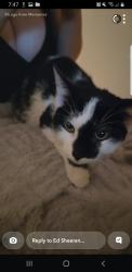 Lost Female Cat last seen St Matthews, Winnipeg, MB R3G 1S4