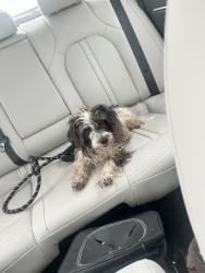 Reunited Male Dog last seen SE 80th and Dawn Cir, Oklahoma City, OK 73135