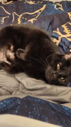 Lost Female Cat last seen Near the treeline by the neighborhood near Foodlion in Flowers, Clayton, NC 27527