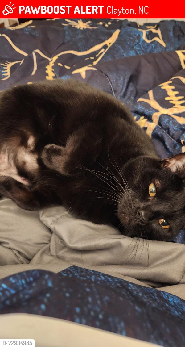 Lost Female Cat last seen Near the treeline by the neighborhood near Foodlion in Flowers, Clayton, NC 27527