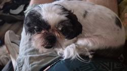 Reunited Female Dog last seen Devonshire and Palm, Hemet, CA 92543