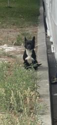 Reunited Female Dog last seen Bryant and Pine , El Monte, CA 91732