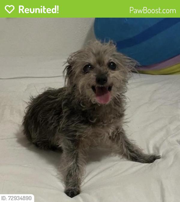 Reunited Female Dog last seen Stoneport Dr, Dallas, TX 75217, USA, Dallas, TX 75217