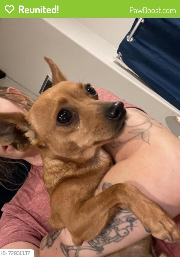 Reunited Male Dog last seen Cypress kidder, Covina, CA 91724