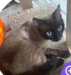 Lost Male Cat last seen 164th Ave northeast, Redmond, WA 98052