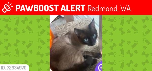 Lost Male Cat last seen 164th Ave northeast, Redmond, WA 98052