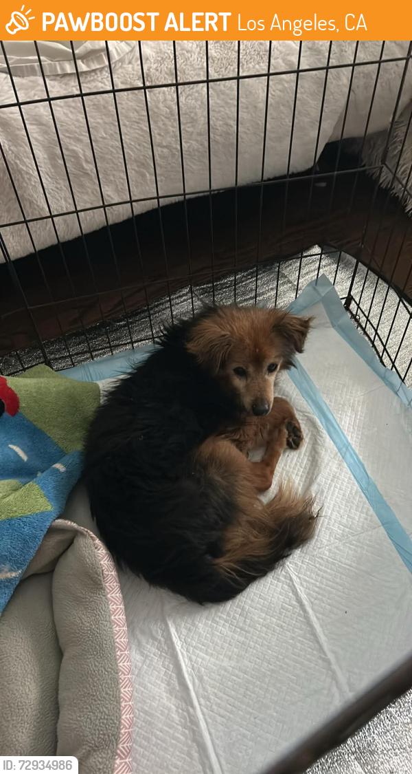 Found/Stray Unknown Dog last seen San Fernando Mission Encino, Los Angeles, CA 91344