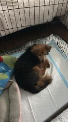 Found/Stray Unknown Dog last seen San Fernando Mission Encino, Los Angeles, CA 91344