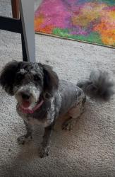 Reunited Female Dog last seen Stewart st, Chesapeake, VA 23324
