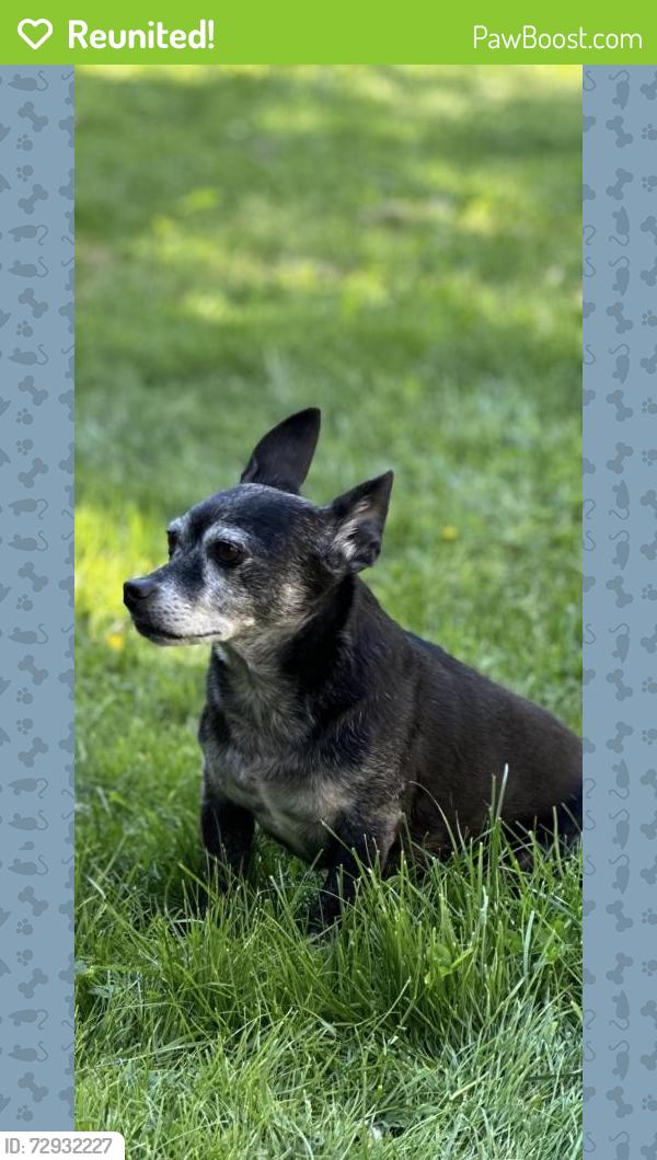Reunited Male Dog last seen Near 53rd ave s, Tukwila, WA 98168