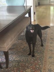 Reunited Female Dog last seen near Callahan State Park, Southborough, MA 01772