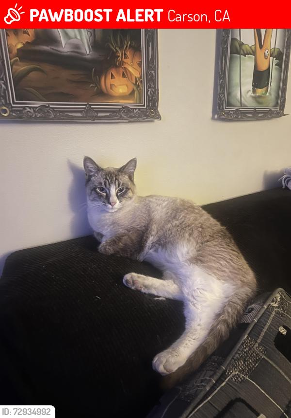Lost Male Cat last seen Ravenna and 219th, Carson, CA 90745