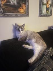 Lost Male Cat last seen Ravenna and 219th, Carson, CA 90745