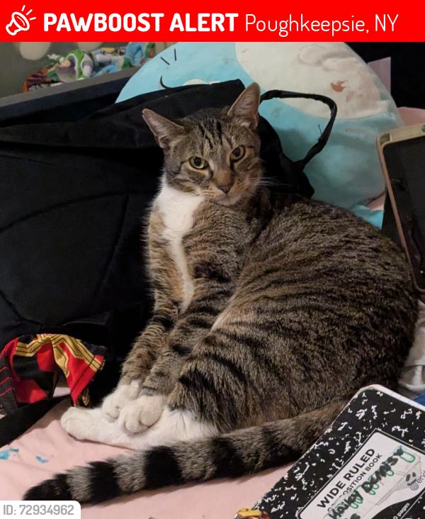 Lost Male Cat last seen By King Park , Poughkeepsie, NY 12601