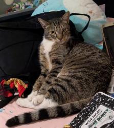 Lost Male Cat last seen By King Park , Poughkeepsie, NY 12601