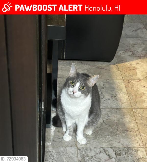 Lost Male Cat last seen Ala Wai Plaza, Honolulu, HI 96822