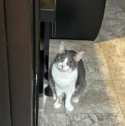 Lost Male Cat last seen Ala Wai Plaza, Honolulu, HI 96822