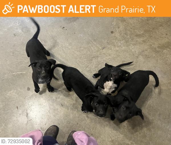 Found/Stray Unknown Dog last seen Close to the Home Depot Warehouse next to the train tracks., Grand Prairie, TX 75051