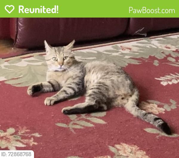Reunited Male Cat last seen N Park Blvd, Knoxville, TN 37917, EE. UU., Knoxville, TN 37917