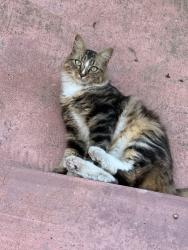 Found/Stray Unknown Cat last seen Chalcedony and mission , San Diego, CA 92109