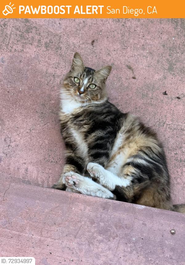 Found/Stray Unknown Cat last seen Chalcedony and mission , San Diego, CA 92109