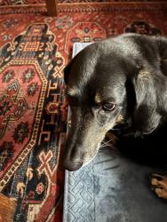 Reunited Female Dog last seen Arlington st. Windsor Ridge, Iowa City, IA 52245