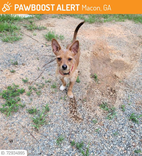 Found/Stray Male Dog last seen By Piedmont hosp, Macon, GA 31217