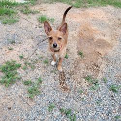 Found/Stray Male Dog last seen By Piedmont hosp, Macon, GA 31217