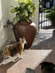 Lost Female Cat last seen Crown Valley & Via Valle, Laguna Niguel, CA 92677