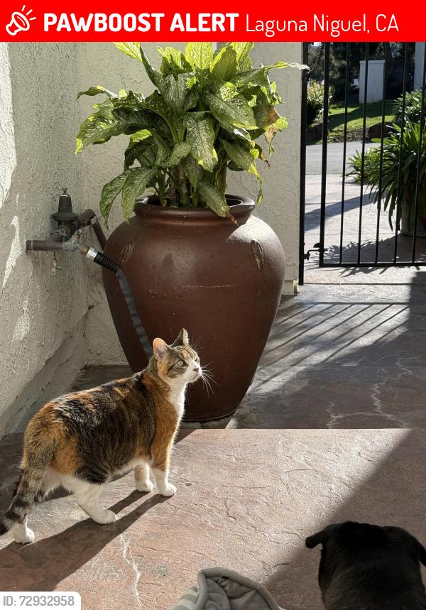 Lost Female Cat last seen Crown Valley & Via Valle, Laguna Niguel, CA 92677