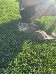 Reunited Unknown Cat last seen 70th street, Cottage Grove, MN 55016