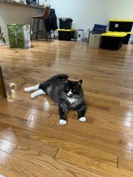 Reunited Male Cat last seen 52nd / Franklin, Portland, OR 97206