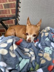 Reunited Male Dog last seen Wesley South, Greenville, NC 27858
