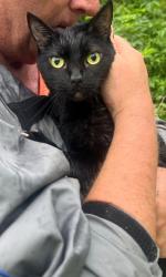 Reunited Female Cat last seen Memorial Drive and Wescott, Houston, TX 77007