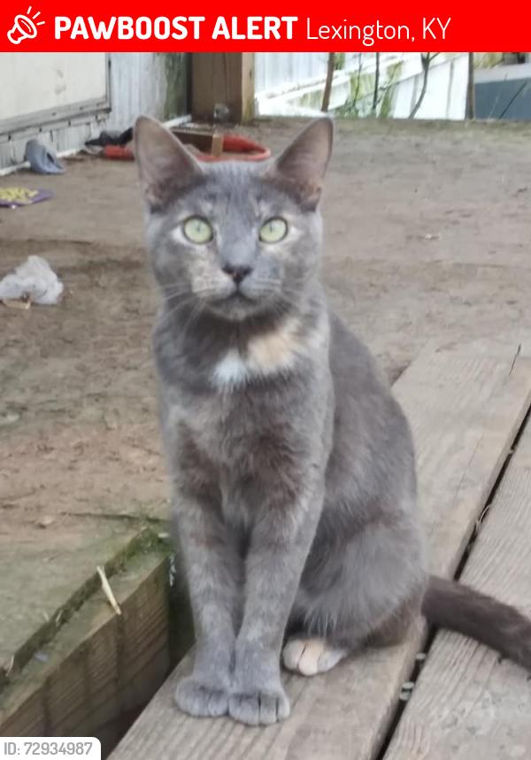 Lost Female Cat last seen Bryan ave , Lexington, KY 40505