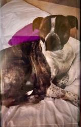 Lost Male Dog last seen Summit ridge apmts , Tucson, AZ 85711