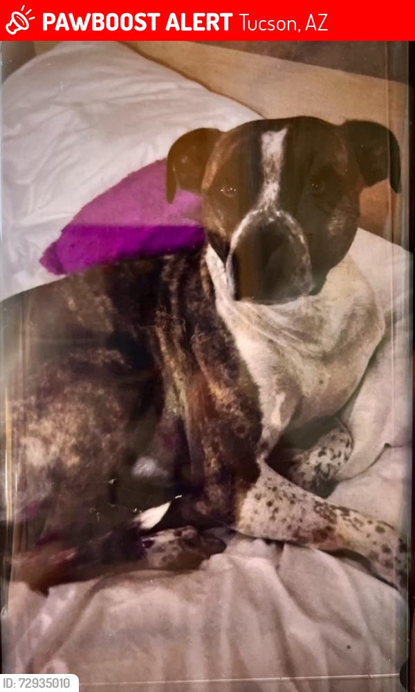 Lost Male Dog last seen Summit ridge apmts , Tucson, AZ 85711