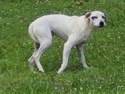 Reunited Male Dog last seen Inman , Inman, SC 29349