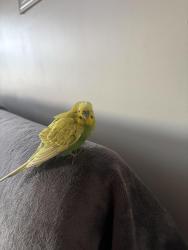 Found/Stray Unknown Bird last seen GoodLife gym, Mississauga, ON 