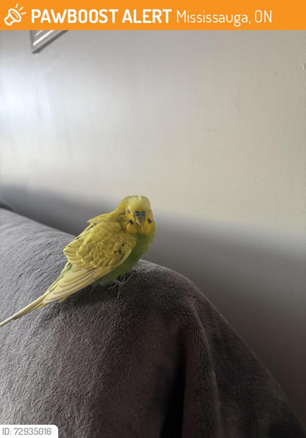 Found/Stray Unknown Bird last seen GoodLife gym, Mississauga, ON 