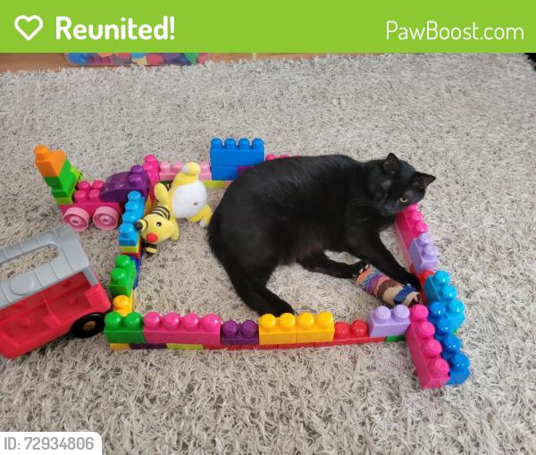 Reunited Male Cat last seen White and riverview, Des Plaines, IL 60018