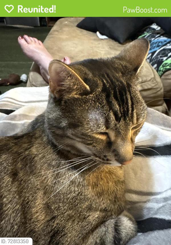 Reunited Female Cat last seen Marshall Drive, Maureen Drive, Cranberry Township, PA 16066