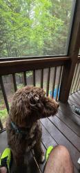 Reunited Male Dog last seen Near hemlock trail, blue ridge, Blue Ridge, GA 30513